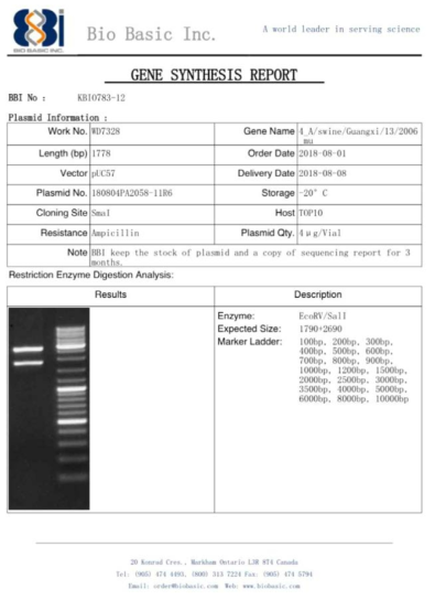 pUC57 벡터에 ID-8 유전자를 도입한 플라스미드 합성