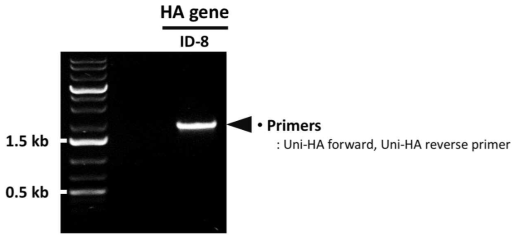 PCR을 통한 ID-8 HA 유전자의 확보 확인