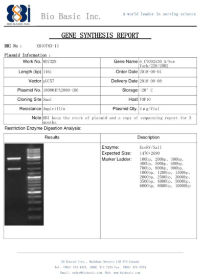 pUC57 벡터에 ID-9 유전자를 도입한 플라스미드 합성