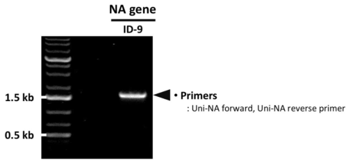 PCR을 통한 ID-9 NA 유전자의 확보 확인