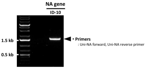 PCR을 통한 ID-10 NA 유전자의 확보 확인