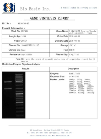 pUC57 벡터에 ID-11 유전자를 도입한 플라스미드 합성