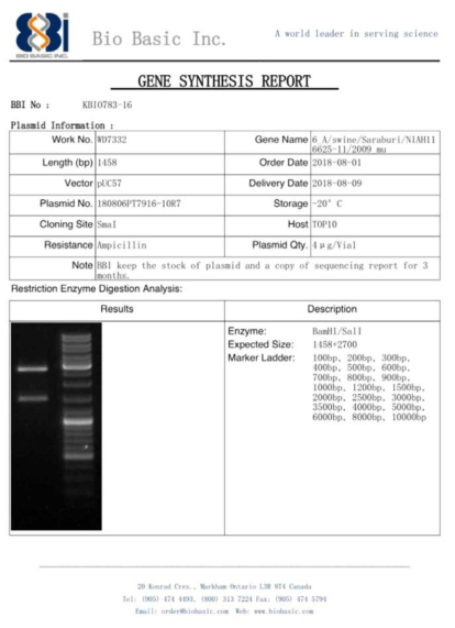 pUC57 벡터에 ID-12 유전자를 도입한 플라스미드 합성