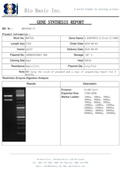 pUC57 벡터에 ID-13 유전자를 도입한 플라스미드 합성