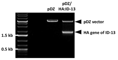 제한효소 처리를 통한 ID-13 HA 유전자의 cloning 여부 확인