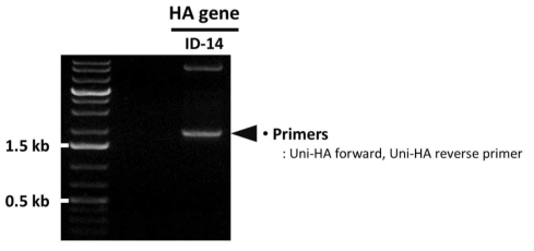PCR을 통한 ID-14 HA 유전자의 확보 확인