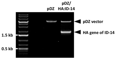 제한효소 처리를 통한 ID-14 HA 유전자의 cloning 여부 확인