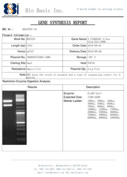 pUC57 벡터에 ID-15 유전자를 도입한 플라스미드 합성