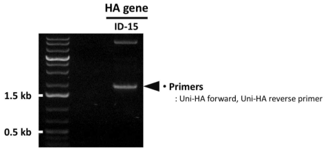 PCR을 통한 ID-15 HA 유전자의 확보 확인