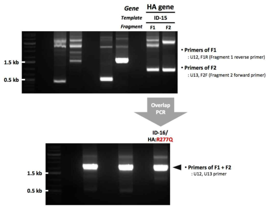 ID-16 유전자 제작을 위한 mutagenesis 결과