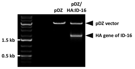 제한효소 처리를 통한 ID-16 HA 유전자의 cloning 여부 확인