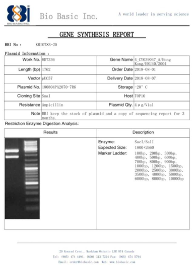 pUC57 벡터에 ID-17 유전자를 도입한 플라스미드 합성