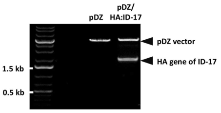 제한효소 처리를 통한 ID-17 HA 유전자의 cloning 여부 확인