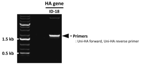 PCR을 통한 ID-18 HA 유전자의 확보 확인