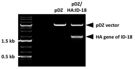 제한효소 처리를 통한 ID-18 HA 유전자의 cloning 여부 확인