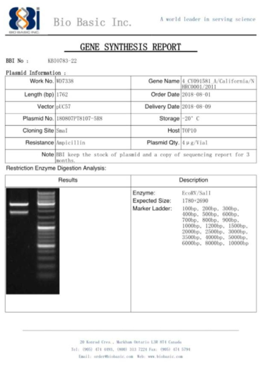 pUC57 벡터에 ID-19 유전자를 도입한 플라스미드 합성