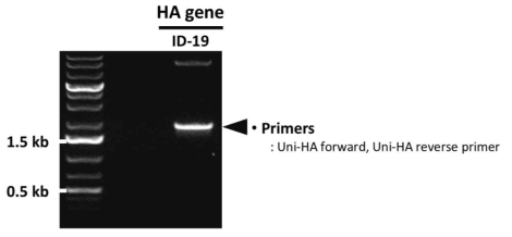 PCR을 통한 ID-19 HA 유전자의 확보 확인