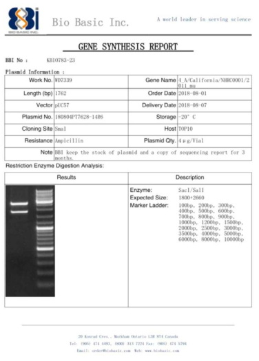pUC57 벡터에 ID-20 유전자를 도입한 플라스미드 합성