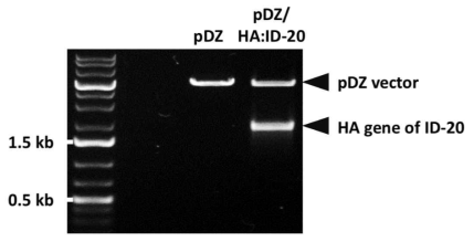 제한효소 처리를 통한 ID-20 HA 유전자의 cloning 여부 확인