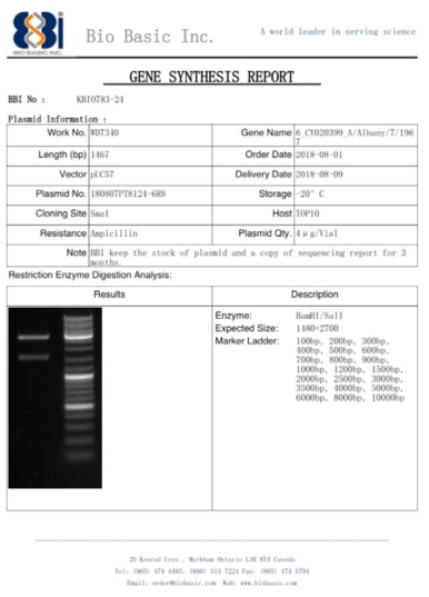 pUC57 벡터에 ID-21 유전자를 도입한 플라스미드 합성
