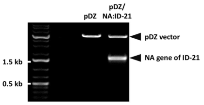 제한효소 처리를 통한 ID-21 NA 유전자의 cloning 여부 확인