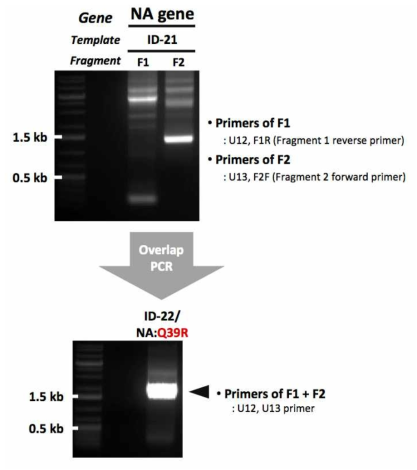 ID-22 유전자 제작을 위한 mutagenesis 결과