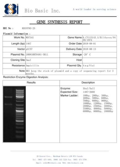 pUC57 벡터에 ID-23 유전자를 도입한 플라스미드 합성