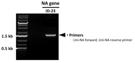 PCR을 통한 ID-23 NA 유전자의 확보 확인