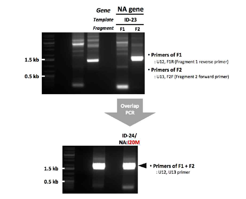 ID-24 유전자 제작을 위한 1st mutagenesis 결과