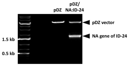 제한효소 처리를 통한 ID-24 NA 유전자의 cloning 여부 확인