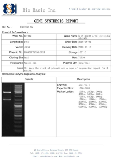 pUC57 벡터에 ID-25 유전자를 도입한 플라스미드 합성