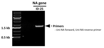 PCR을 통한 ID-25 NA 유전자의 확보 확인