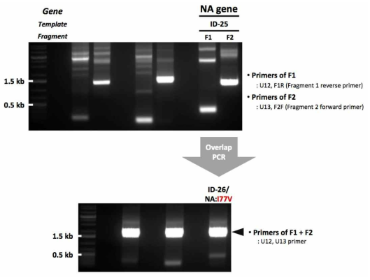 ID-26 유전자 제작을 위한 mutagenesis 결과