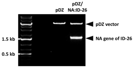제한효소 처리를 통한 ID-26 NA 유전자의 cloning 여부 확인