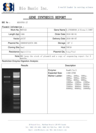 pUC57 벡터에 ID-27 유전자를 도입한 플라스미드 합성