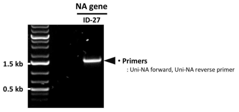 PCR을 통한 ID-27 NA 유전자의 확보 확인