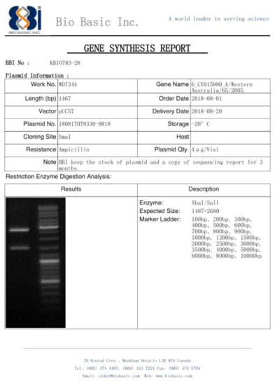 pUC57 벡터에 ID-29 유전자를 도입한 플라스미드 합성