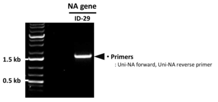 PCR을 통한 ID-29 NA 유전자의 확보 확인