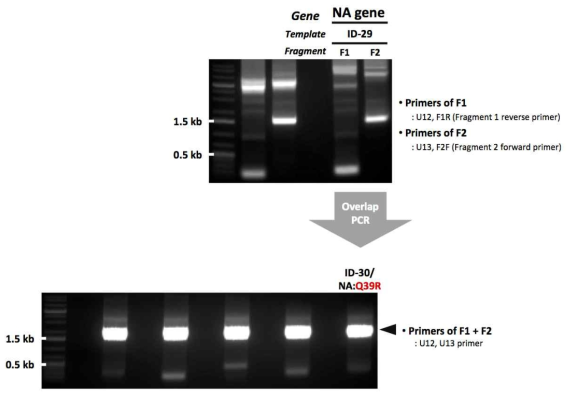 ID-30 유전자의 제작을 위한 mutagenesis 결과