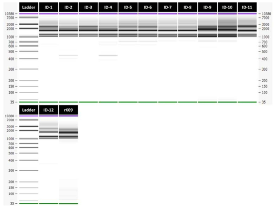 H1N1 바이러스 13종의 PCR products의 전기영동 결과