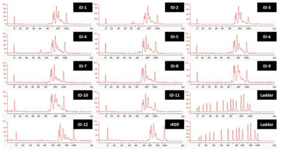 H1N1 viruses 13종의 PCR products의 electropherogram 결과