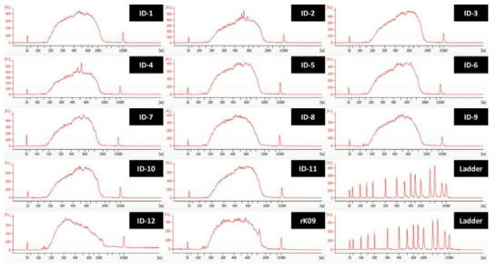 H1N1 viruses 13종의 libraries의 electropherogram 결과