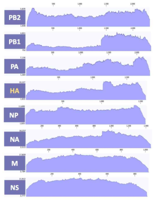 ID-7 바이러스 8개 분절의 coverage depth>100