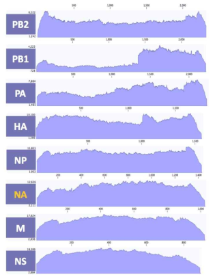 ID-12 바이러스 8개 분절의 coverage depth>100