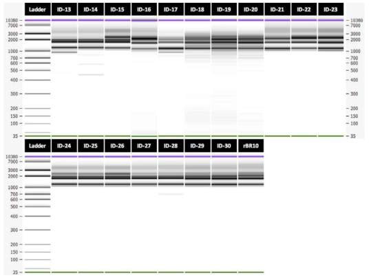 H3N2 viruses 19종의 RT-PCR product의 전기영동 결과