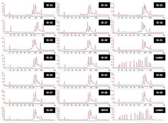 H3N2 viruses 19종의 RT-PCR product의 electropherogram 결과