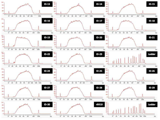 H3N2 바이러스 19종의 libraries의 electropherogram 결과