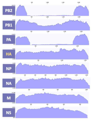 ID-17 바이러스 8개 분절의 coverage depth>100