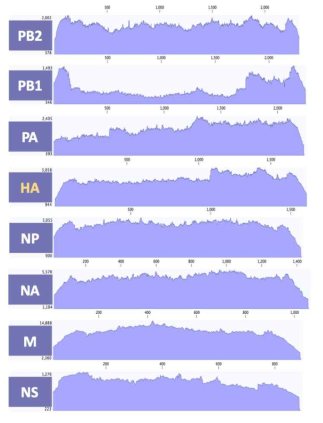 ID-18 바이러스 8개 분절의 coverage depth>100