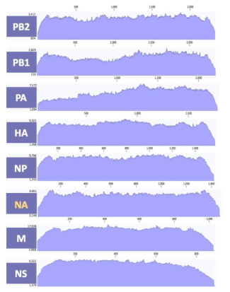 ID-24 바이러스 8개 분절의 coverage depth>100